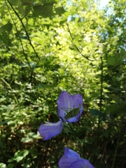 Leptophyes punctatissima