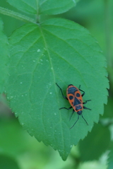 Pyrrhocoris apterus