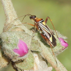 Closterocoris amoenus