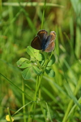 Polyommatus icarus