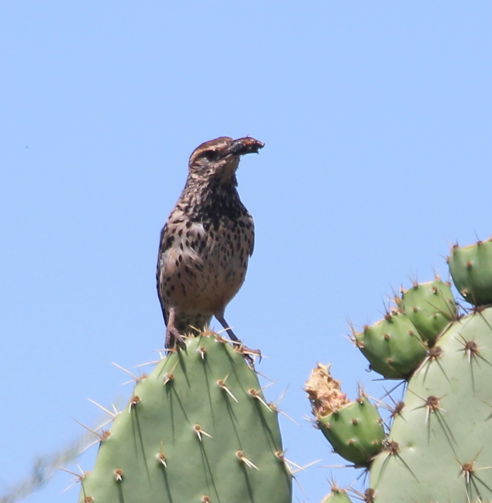Coastal Cactus Wren