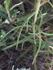 Castilleja flava flava