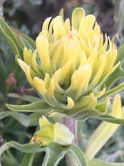 Castilleja flava flava