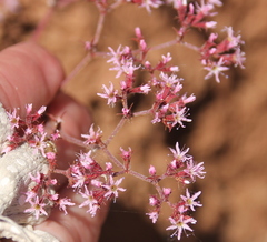 Chorizanthe fimbriata