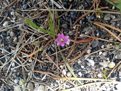 Lewisia pygmaea