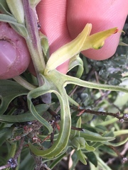Castilleja flava flava