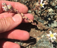 Dudleya blochmaniae blochmaniae