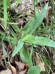 Careyanae