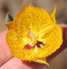 Calochortus weedii