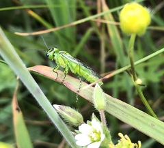 Rhogogaster chlorosoma