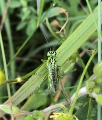 Rhogogaster chlorosoma