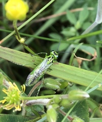 Rhogogaster chlorosoma