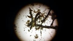 Multicrustacea