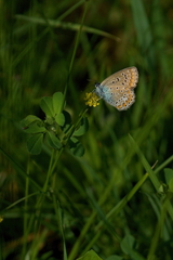 Polyommatus icarus