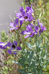Eustoma russellianum