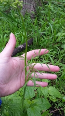 Perideridia americana