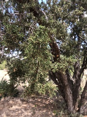 Juniperus coahuilensis