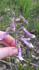 Penstemon hirsutus