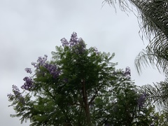 Jacaranda mimosifolia