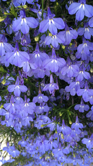 Lobelia erinus