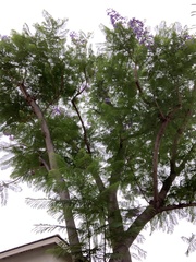 Jacaranda mimosifolia
