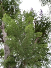 Jacaranda mimosifolia