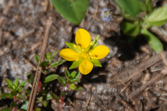 Ludwigia arcuata