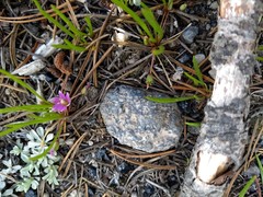 Lewisia pygmaea