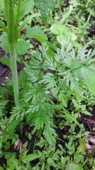 Perideridia americana