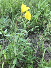 Oenothera pilosella