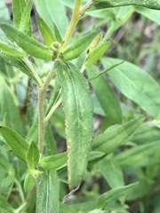 Oenothera pilosella