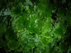 Trichomanes membranaceum