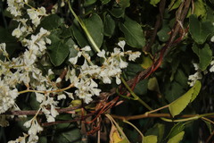 Fallopia baldschuanica