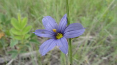 Sisyrinchium idahoense
