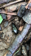 Agonum ferreum
