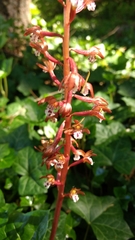 Corallorhiza maculata occidentalis