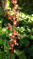 Corallorhiza maculata occidentalis