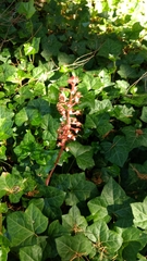 Corallorhiza maculata occidentalis