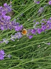 Bombus pascuorum