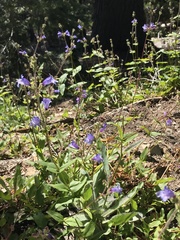 Penstemon anguineus