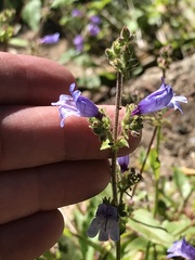 Penstemon anguineus