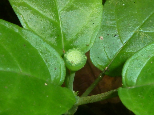 Dorstenia choconiana