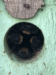 Bombus hypnorum