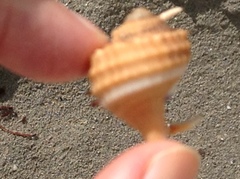 Ranularia cynocephala