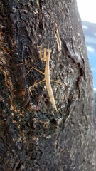 Eumusonia