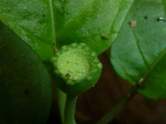 Dorstenia choconiana