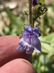 Penstemon anguineus