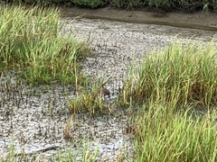 Rallus obsoletus levipes