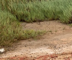 Rallus obsoletus levipes