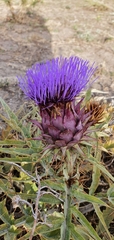 Cynara cardunculus subsp. cardunculus image